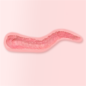 Fanreal Vagina texture 02